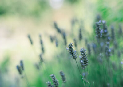 Validación Técnica y Comercial del minijardín clonal de Pinus radiata