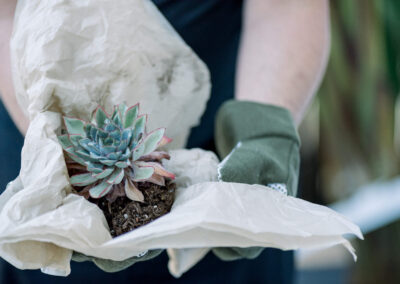 Desarrollo de minijardín clonal de la especie Pinus radiata Don